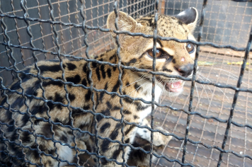 Jaguatirica é capturada pela Defesa Civil de Taquarituba em oficina próxima à área de mata