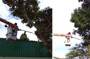 Defesa Civil remove árvores que estavam oferecendo perigo