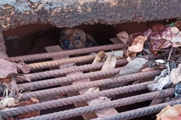 Cãozinho é resgatado de bueiro pela equipe da Defesa Civil de Taquarituba