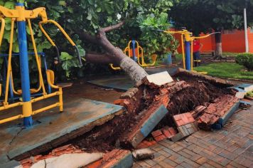 Forte chuva e ventos causam queda de árvores na Vila São Vicente, na última sexta-feira 