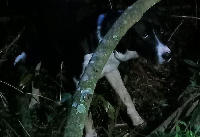 Defesa Civil de Taquarituba resgata cão desparecido em zona rural