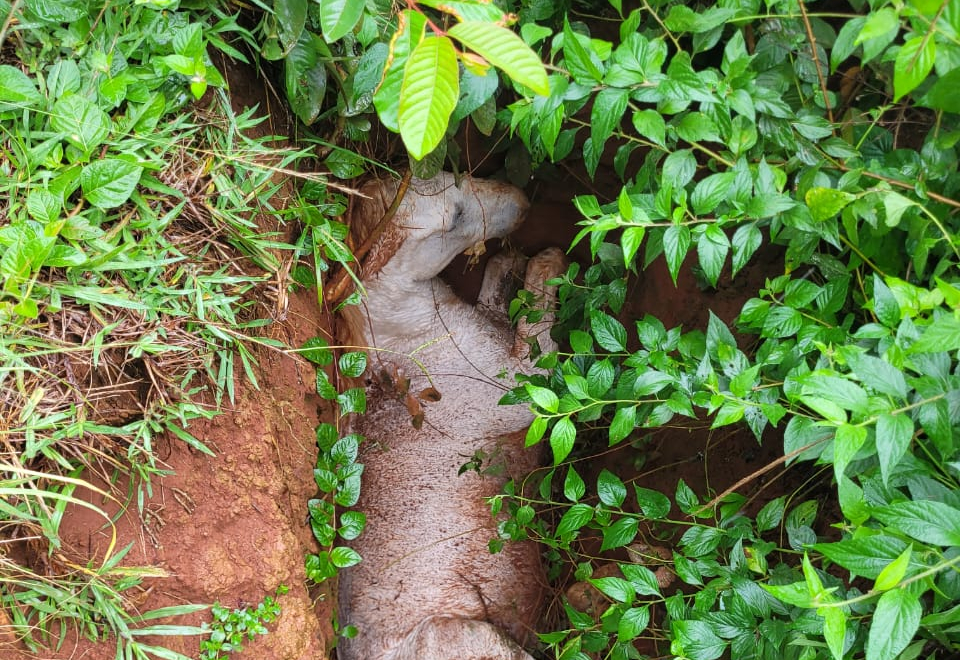 Defesa Civil de Taquarituba resgata cavalo que caiu em valeta no bairro do Pico
